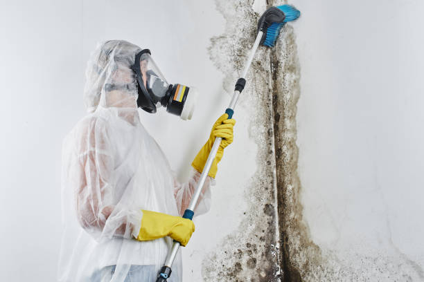 Best Mold Damage Repair  in Calcutta, OH