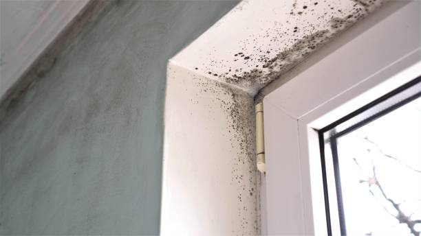 Best Mold Damage Repair  in Calcutta, OH