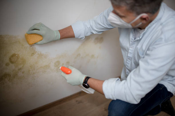 Office Mold Removal Services in Calcutta, OH