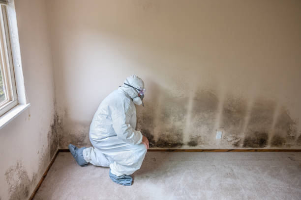 Best Certified Mold Removal  in Calcutta, OH