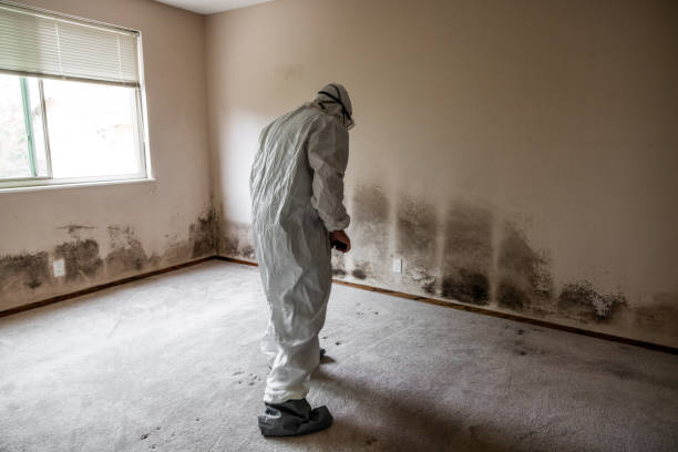 Professional Mold Removal in Calcutta, OH